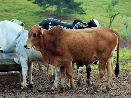 Melhores Hotéis Baratos Perto de São Jerônimo da Serra, Paraná 2025