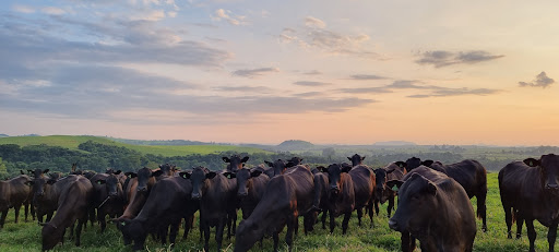 Melhores Hotéis Baratos Perto de Guapirama, Paraná 2025