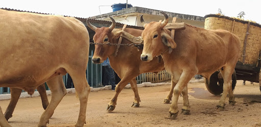 Melhores Hotéis Baratos Perto de Ibertioga, Minas Gerais 2025